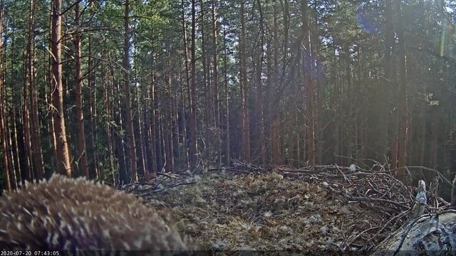 Must toonekurg::Ciconia nigra - Young Ural owls 2020-07-20 смотреть онлайн