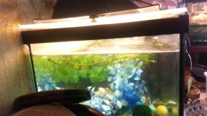 Как совокупляются рыбы петушки