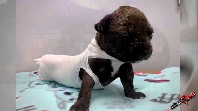 Ветеринары сказали, что она не переживет ночь! У нее были ожоги на спине и отрезано часть хвоста!