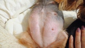 Щенки шевелятся и толкаются в животе Мишель. Неделя до родов.