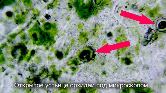Как заставить орхидеи расти быстро смотреть онлайн