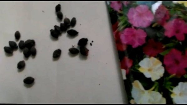 Мирабилис - ночная красавица! Выращиваем из семян легко и быстро..