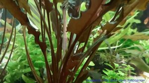 Зацветает криптокорина Вендта