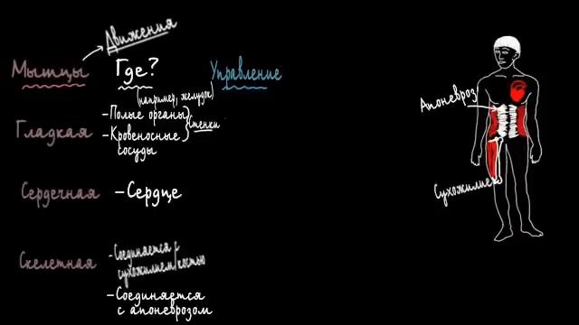 Три типа мышц смотреть онлайн