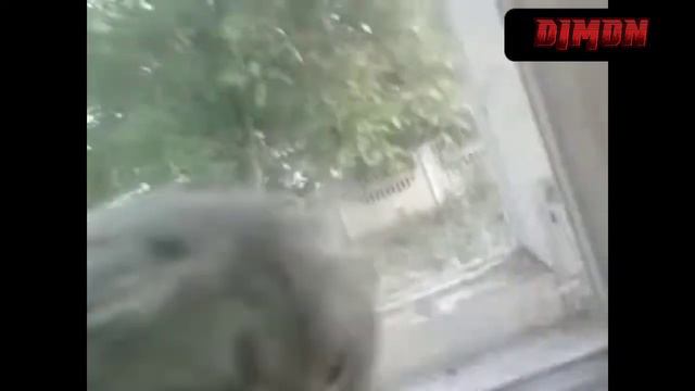 MC Dimanche feat Кит ты маму мав - Шашлычок смотреть онлайн