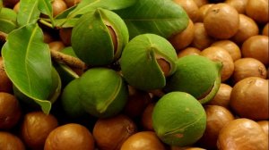 Орех МАКАДАМИЯ ОБМАН ВКУСА. ПОЛЬЗА? АРОМАТИЗАТОРЫ. Шоколадный орех.