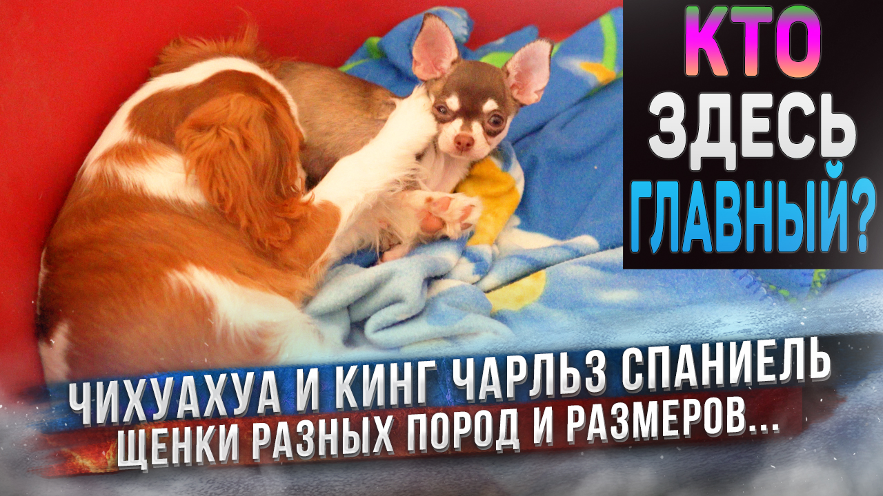 Леди с Хасей❤️ Первая встреча Чихуахуа и Кавалер Кинг Чарльз Спаниеля. Как они поделят нашу кухню? смотреть онлайн