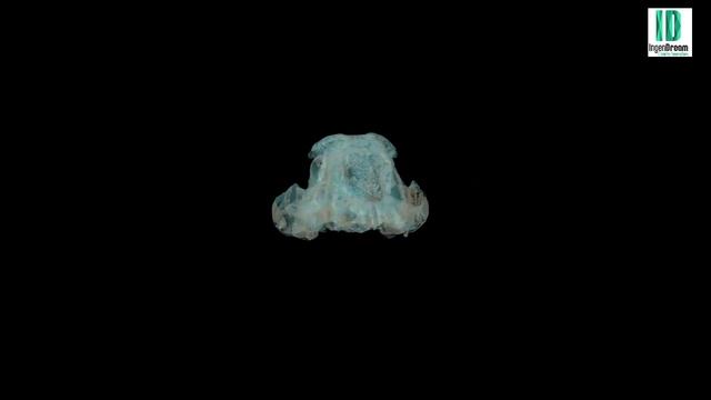 video smilodon fatalis смотреть онлайн
