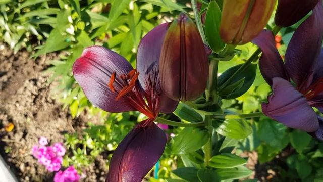 Лилии в моём саду. Лилия азиатская Блэк Чарм смотреть онлайн