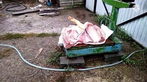 Обзор поросят ф1, живой вес, вес тушки после убоя.