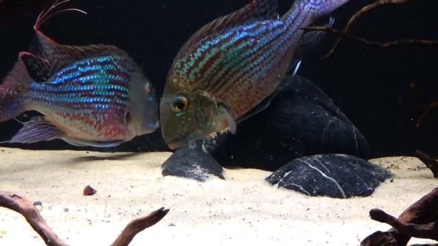 Geophagus sveni - spawning 2 смотреть онлайн