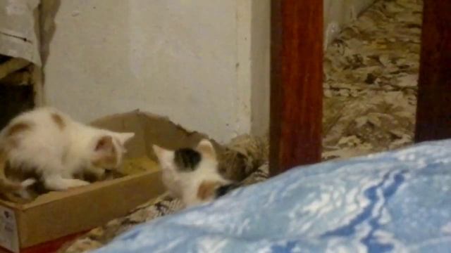 как приучить котенка к туалету смотреть онлайн