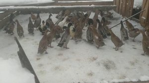 СОДЕРЖАНИЕ УТОК ЗИМОЙ