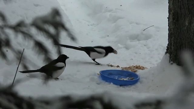 №2883 17 12 2022 Сойки и сороки завтракают. Продолжение смотреть онлайн