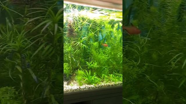 Сомик чистит аквариум) смотреть онлайн