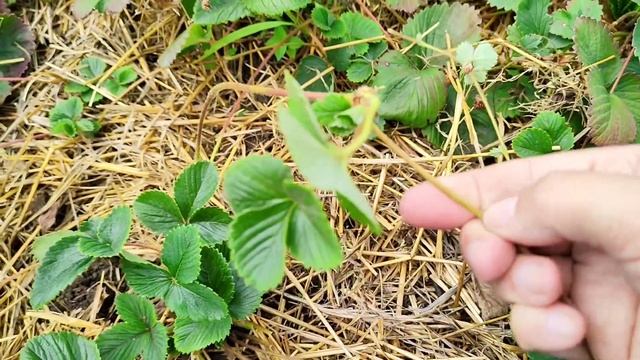 Самый ЛУЧШИЙ способ размножения КЛУБНИКИ. Размножение клубники УСАМИ. смотреть онлайн