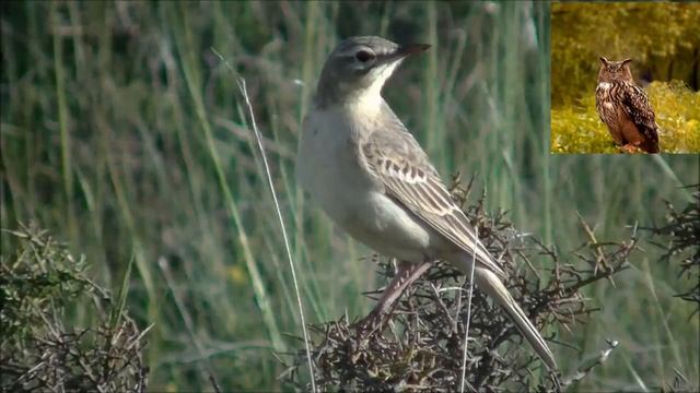 Полевой конек - Anthus campestris смотреть онлайн