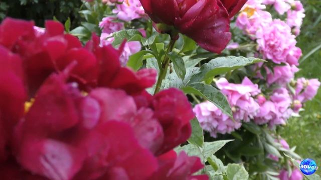 4К Цветы под дождем Flowers in the rain смотреть онлайн