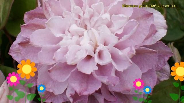 Клематис гибридный Дансинг Смайл. Краткий обзор, описание характеристик clematis Dancing Smile смотреть онлайн