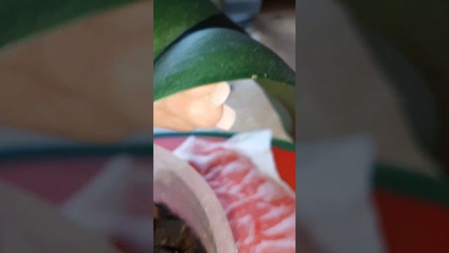 Детка на шее орхидеи смотреть онлайн