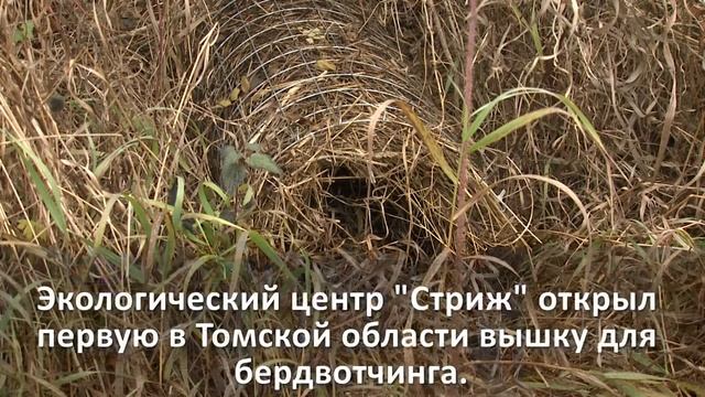 Наблюдение за птицами в Томской области смотреть онлайн