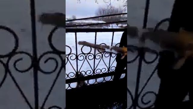 питбуль мочит смотреть онлайн