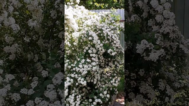 Спирея вангутта - снежный сугроб летом смотреть онлайн