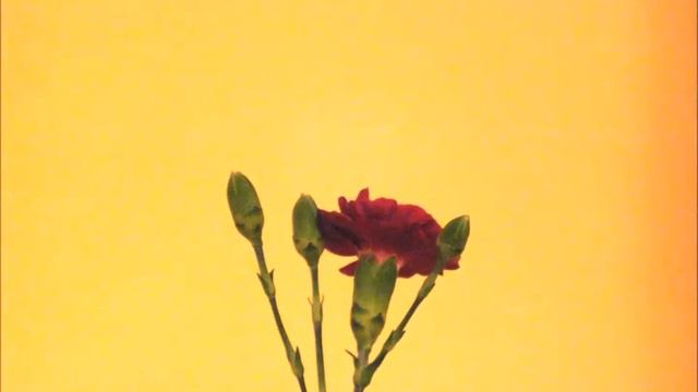 crysthanamum blooming смотреть онлайн