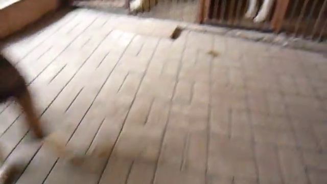щенки Тундры 15 дней смотреть онлайн