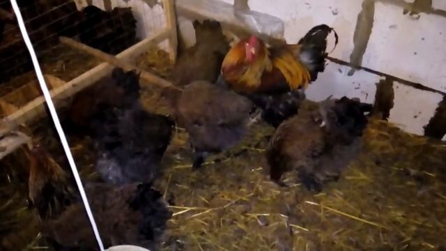 Брама куропатчатая.