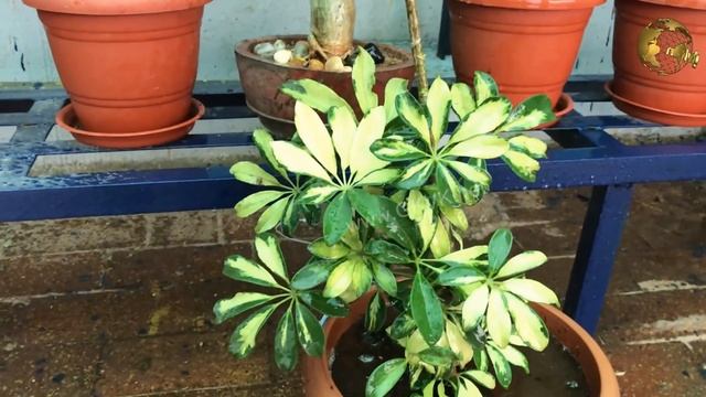 UMBRELLA TREE: SCHEFFLERA PLANT CARE TIPS AND PROPAGATION смотреть онлайн