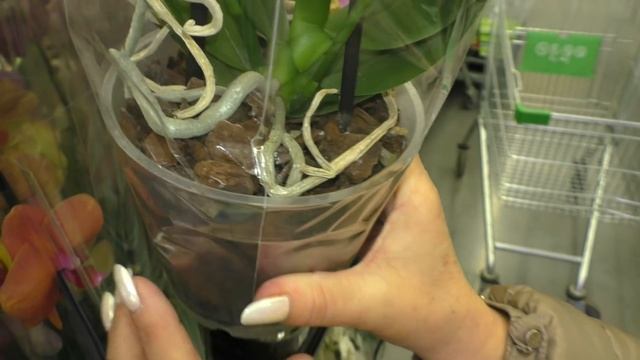 Как ВЫБРАТЬ ОРХИДЕЮ в Магазине. Как НЕ РАЗОЧАРОВАТЬСЯ ПОСЛЕ ПОКУПКИ ОРХИДЕИ. СЕКРЕТЫ ДЛЯ НОВИЧКОВ. смотреть онлайн