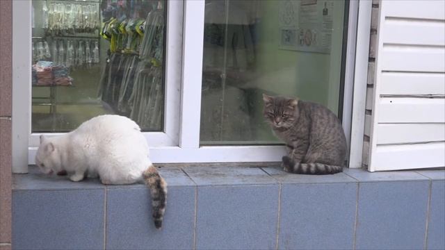 А у кошки грустные глаза Сейчас и меня покормят ПОКОРМИНЕ КОТОВ осень 2020 смотреть онлайн