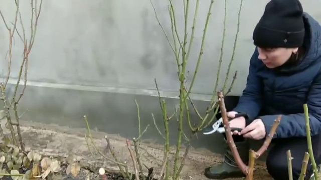 ВЕСНЯНА ОБРІЗКА ТРОЯНД. ДВА ПРАВИЛА. смотреть онлайн