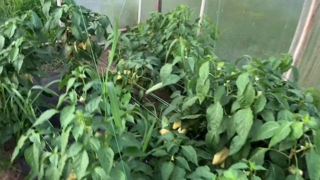 Перец Хаски, Анетта,Амаретта смотреть онлайн