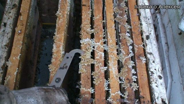 Матки сеют в октябре. Семьи гибнут. смотреть онлайн