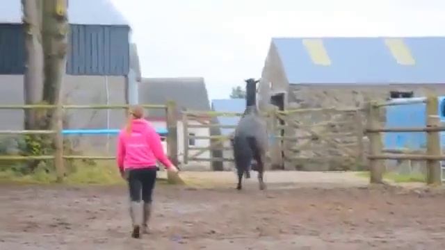 Неожиданный побег лошади : ) смотреть онлайн