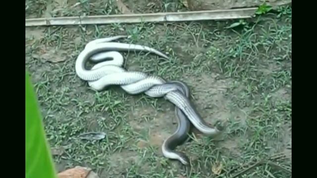 Wow It's Amazing ! How to Snake Mating | Snake giving birth || Snake Eyes смотреть онлайн
