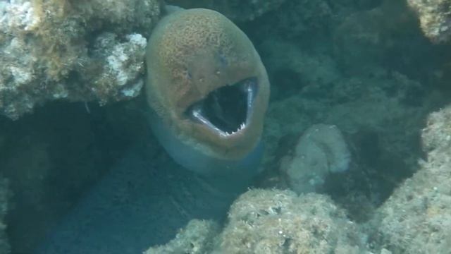 Gymnothorax javanicus. Гигантская мурена. Hilton Marsa Alam 2013 смотреть онлайн