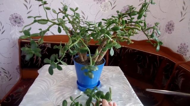 Толстянка (денежное дерево) формирование кроны Часть1-я смотреть онлайн