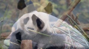 Звуки панды