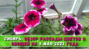Сибирь. Обзор рассады цветов и овощей на 5 мая 2022 года