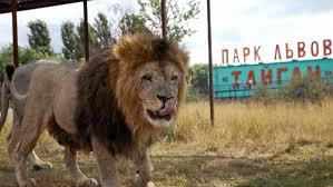 Крым. Парк львов "Тайган ".