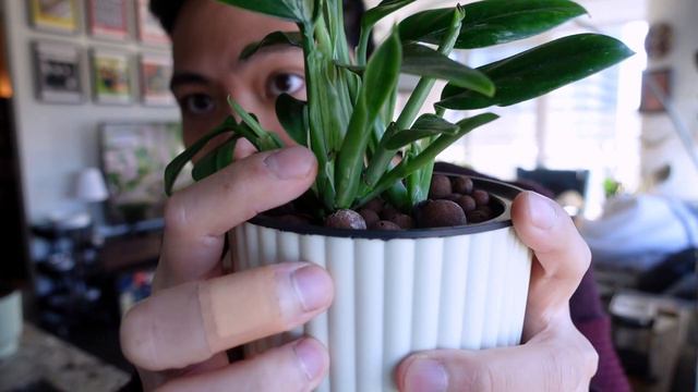 Propagating my Monstera Standleyana - 3 MONTH PROPAGATION UPDATE (Take the shears away from me 😂😂😂) смотреть онлайн