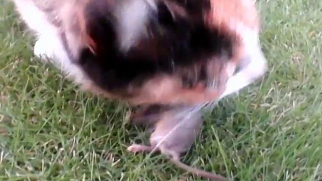 Кошка поймала мышь. (House cat eats mouse) смотреть онлайн