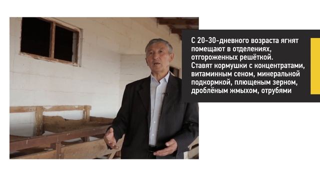 Организация и проведение окота смотреть онлайн