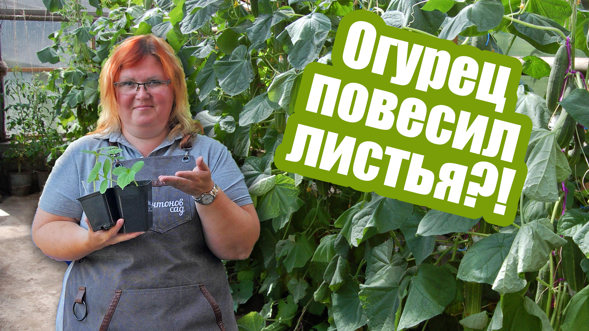 Вянут листья огурца как понять причину? Что делать, если вянут огурцы смотреть онлайн