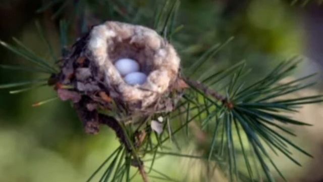 НЕВЕРОЯТНО! А ВЫ знали какая самая маленькая птица на планете? ДК х.Островская Щель смотреть онлайн