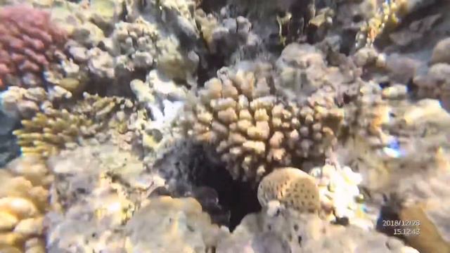 Египет декабрь 2018 «Подводная жизнь» смотреть онлайн