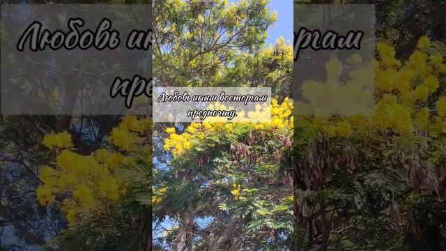 С праздником, дорогие женщины! #8марта#поэзия#стихи#проженщин смотреть онлайн